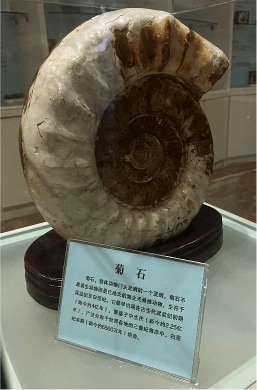 21点五龙